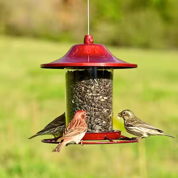 Bird Feeders and Seed